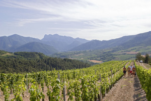 Vignoble de la Clairette de Die au pied des Trois Becs - © Noak Fonds OT Pays Diois