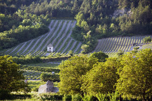 Vignoble de la Clairette de Die avec cabanons - © Noak Fonds OT Pays Diois