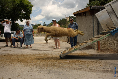 Sheeps go out of the truck - © Cassandre Vossier