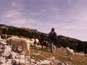 Transumance © Patrick Vossier